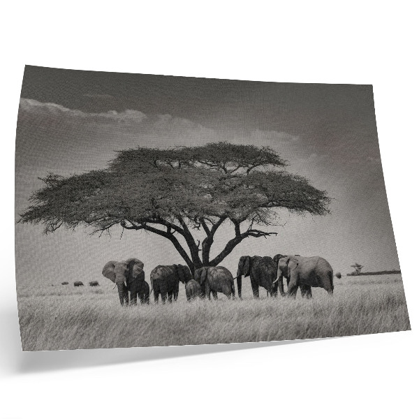 Poster Elefanti sotto un albero nella savana africana