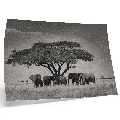 Poster Elefanti sotto un albero nella savana africana