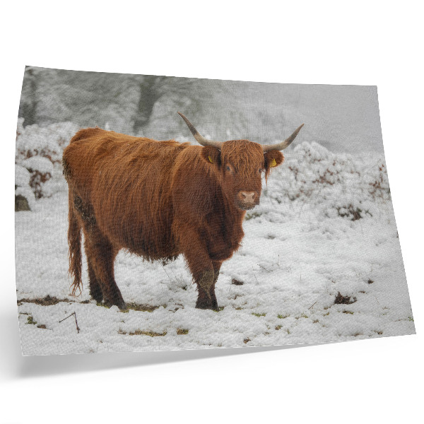 Poster dai colori saturi Mucca scozzese in un paesaggio innevato