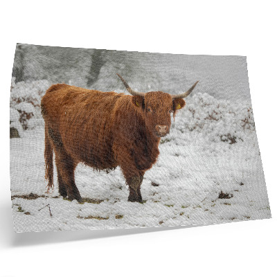 Poster dai colori saturi Mucca scozzese in un paesaggio innevato