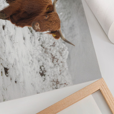 Poster dai colori saturi Mucca scozzese in un paesaggio innevato