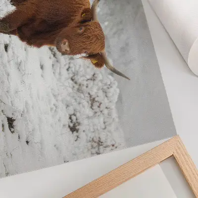 Mucca scozzese in un paesaggio innevato poster dai colori saturi