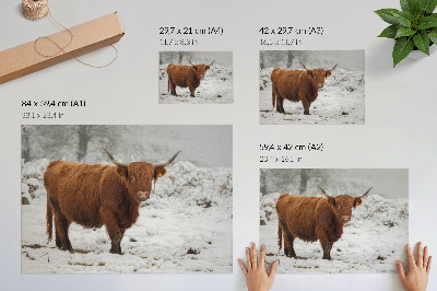 Poster dai colori saturi Mucca scozzese in un paesaggio innevato