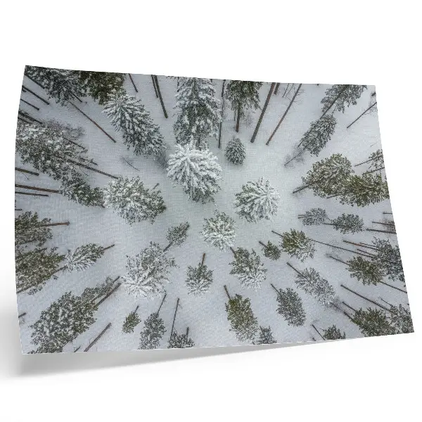 Poster con colori saturi pace nella foresta invernale in stile minimalista naturale