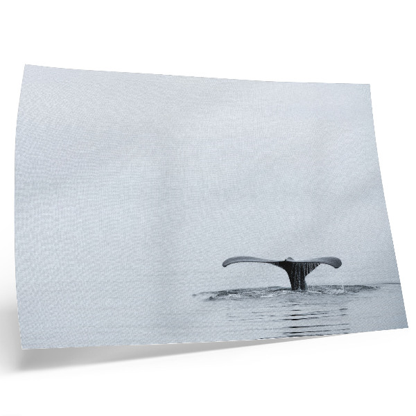 Poster dai colori saturi Coda di balena sopra l'acqua minimalismo armonia