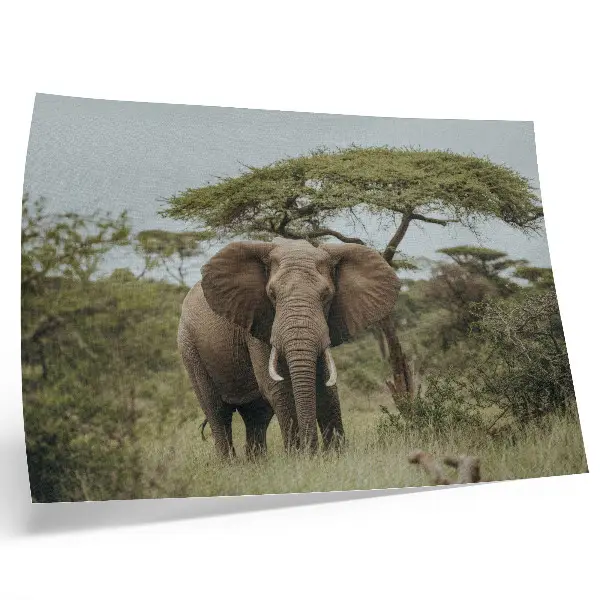 Stampa su tela moderna raffigurante un elefante su sfondo di savana verde