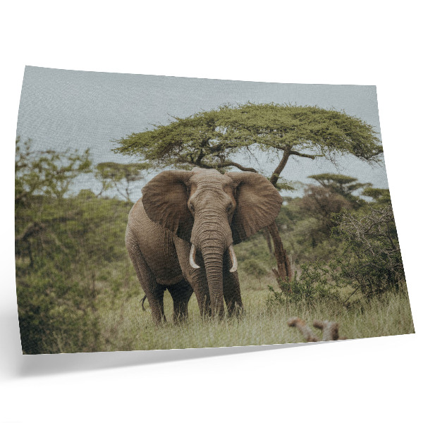 Stampa su tela moderna Un elefante sullo sfondo di una savana verde.