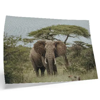Stampa su tela moderna raffigurante un elefante su sfondo di savana verde