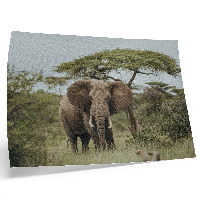 Stampa su tela moderna Un elefante sullo sfondo di una savana verde.