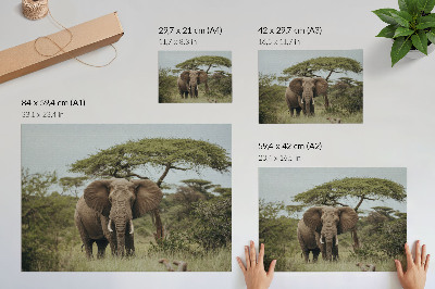 Stampa su tela moderna Un elefante sullo sfondo di una savana verde.