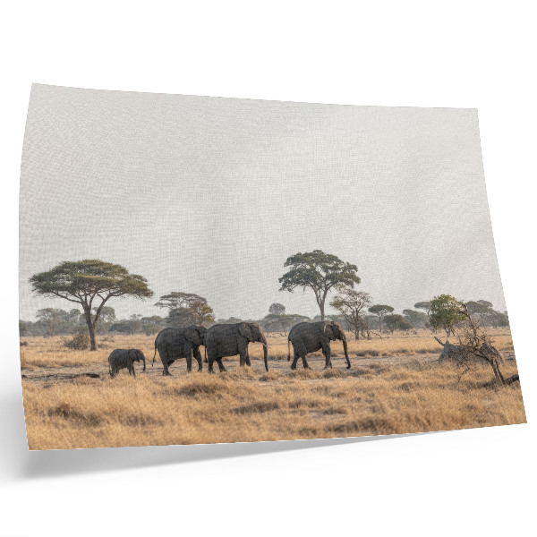Poster Elefanti nella savana africana tra gli alberi