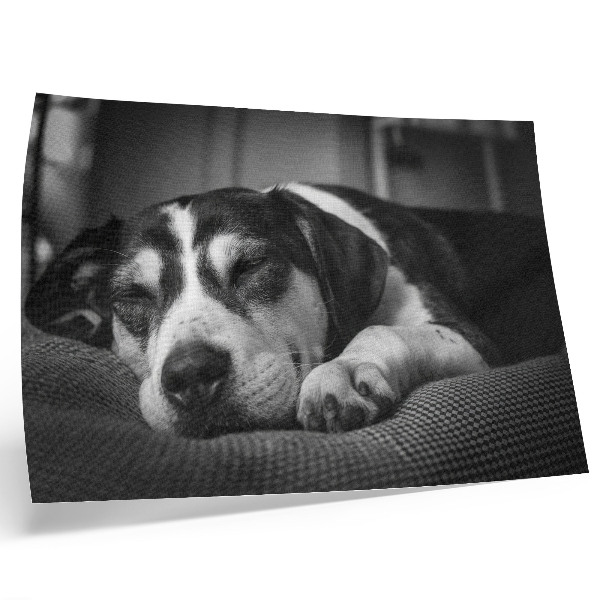 Poster murale di alta qualità Adorabile cagnolino che dorme su un cuscino