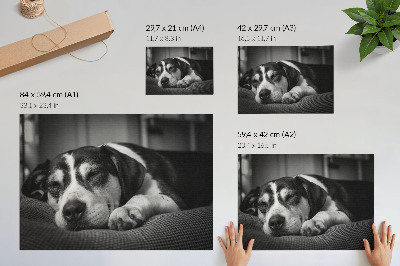 Poster murale di alta qualità Adorabile cagnolino che dorme su un cuscino
