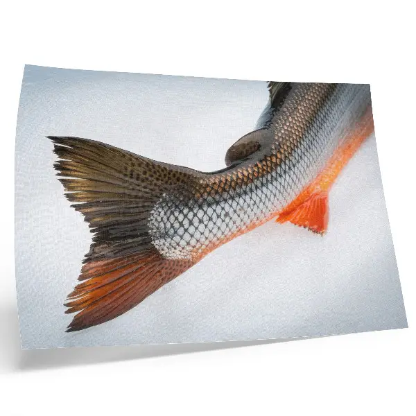 Poster con squame naturali e colori dinamici in primo piano