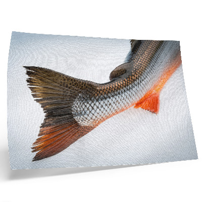 Poster Squame naturali e colori dinamici in primo piano