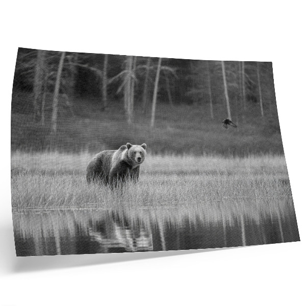 Poster Orso vicino all'acqua, atmosfera in bianco e nero