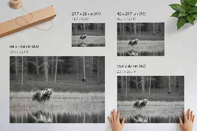 Poster Orso vicino all'acqua, atmosfera in bianco e nero