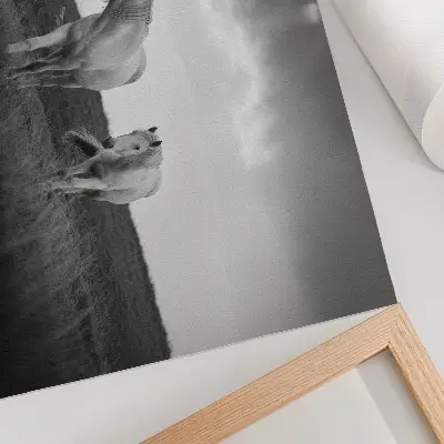 Poster cavalli bianchi su un prato dalle sfumature di grigio