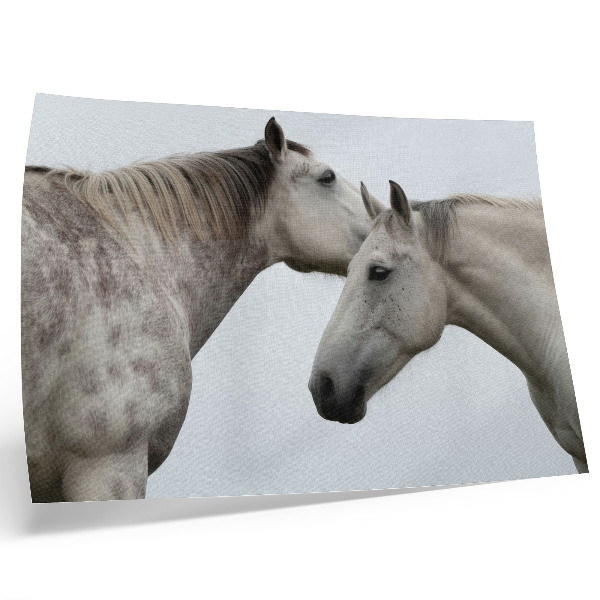 Poster Due cavalli in armonia di grigio e bianco
