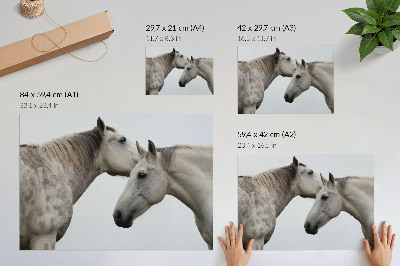 Poster Due cavalli in armonia di grigio e bianco