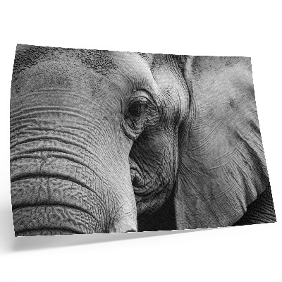 Poster murale di alta qualità Dettagli monocromatici a forma di elefante, minimalismo ed eleganza.