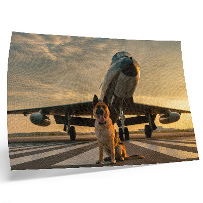 Poster Cane e aereo al tramonto: uno spettacolo unico.