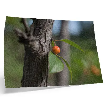 Poster frutti arancioni con foglie verdi e corteccia marrone