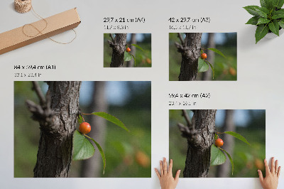 Poster Frutti arancioni, foglie verdi, corteccia marrone