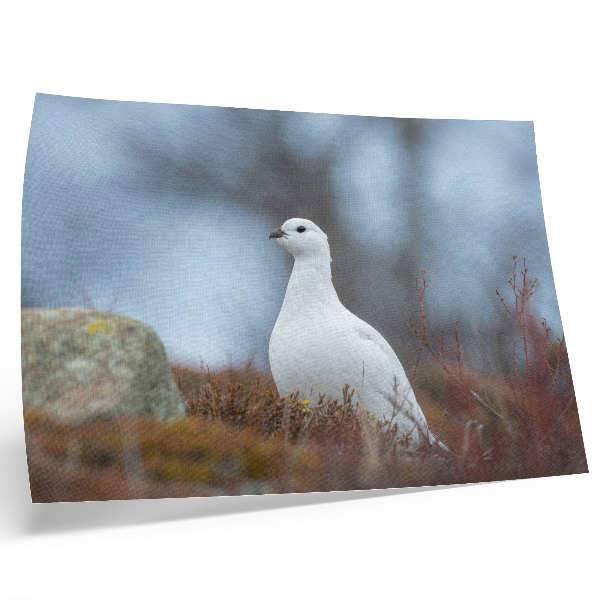 Poster Un uccello bianco in un ambiente invernale
