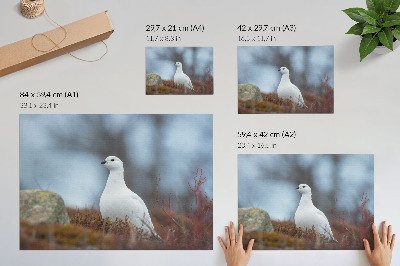 Poster Un uccello bianco in un ambiente invernale