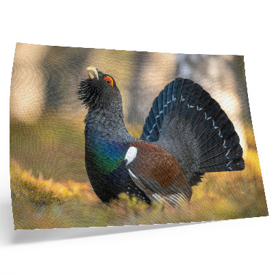 Poster murale di alta qualità Bellissimo uccello nella foresta, coda aperta, colore