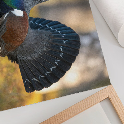 Poster murale di alta qualità Bellissimo uccello nella foresta, coda aperta, colore