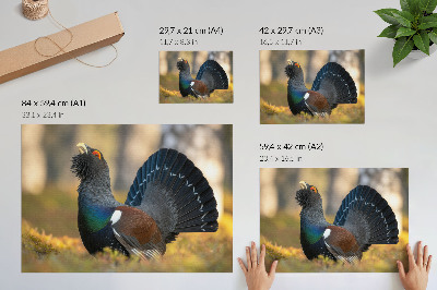 Poster murale di alta qualità Bellissimo uccello nella foresta, coda aperta, colore