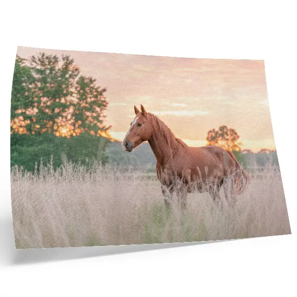 Stampa su tela moderna cavallo in un prato al mattino con colori pastello rilassanti