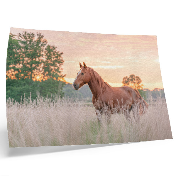 Stampa su tela moderna Cavallo nel prato al mattino, colori pastello, relax