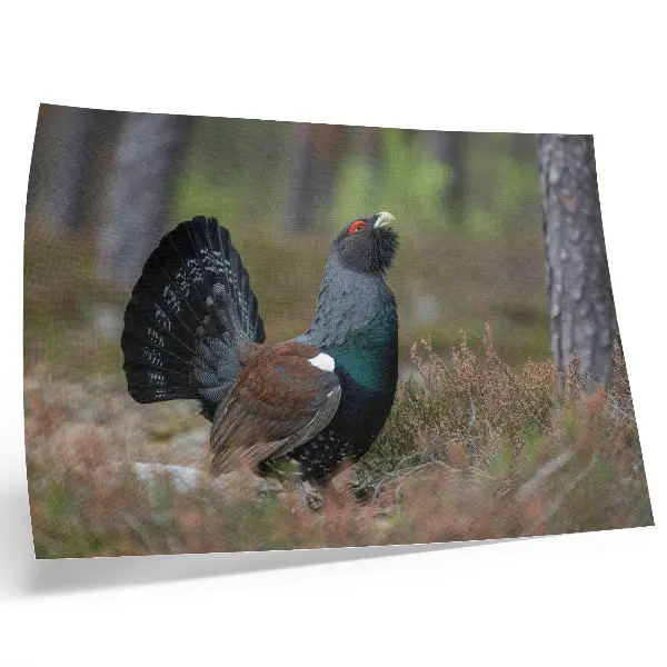 Poster murale di alta qualità con uccelli in una foresta dai colori naturali e atmosfera pacifica