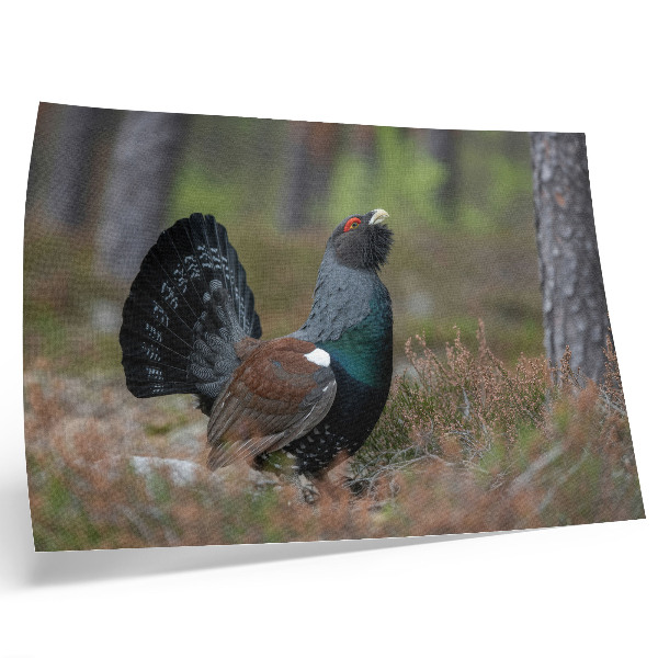 Poster murale di alta qualità Uccelli, colori, foresta, natura, atmosfera pacifica
