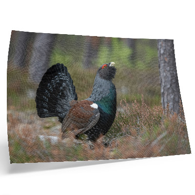 Poster murale di alta qualità Uccelli, colori, foresta, natura, atmosfera pacifica