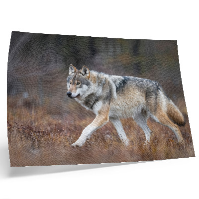 Poster murale di alta qualità Lupo in movimento in un paesaggio selvaggio e naturale