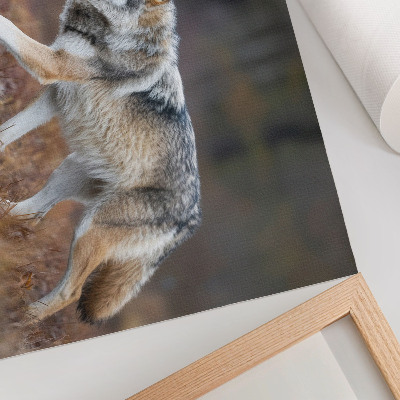 Poster murale di alta qualità Lupo in movimento in un paesaggio selvaggio e naturale
