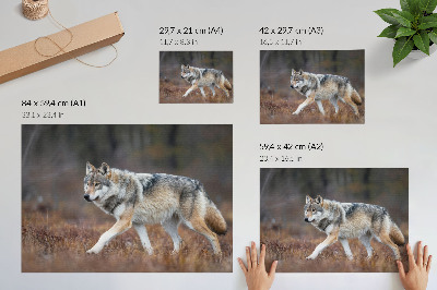 Poster murale di alta qualità Lupo in movimento in un paesaggio selvaggio e naturale