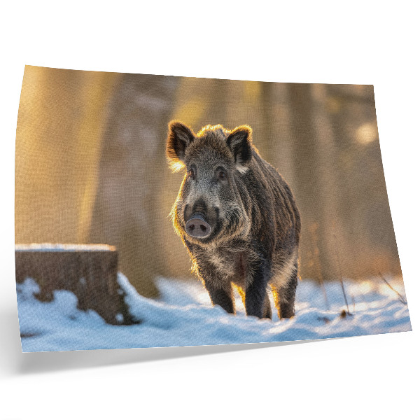 Poster dai colori saturi Un cinghiale selvatico su uno sfondo invernale, circondato dalla luce del sole.