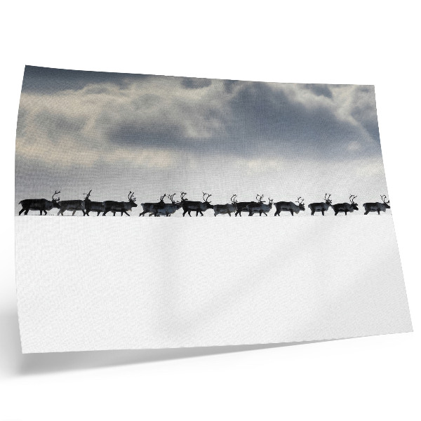 Poster Renne nella neve, silenzio e spazio