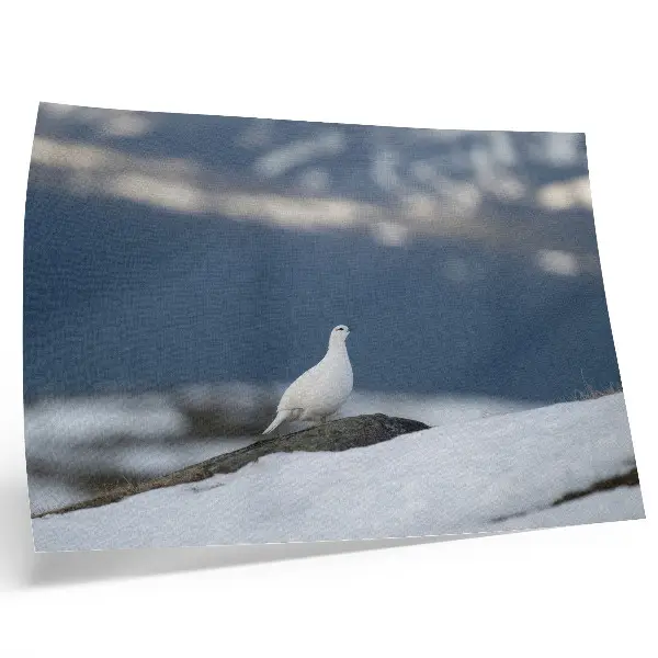 Poster con uccello nella neve paesaggio invernale dai colori saturi e delicati