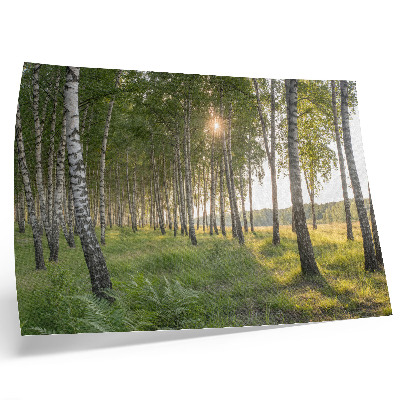 Stampa su tela moderna Foresta di betulle raggi di sole simmetria verde