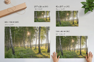 Stampa su tela moderna Foresta di betulle raggi di sole simmetria verde