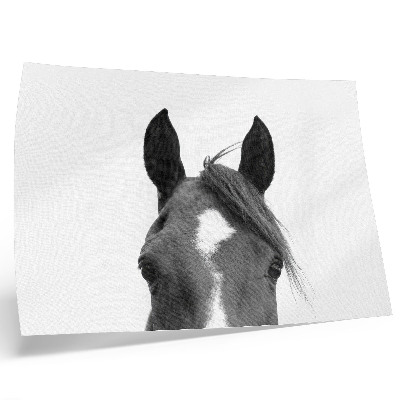 Stampa su tela moderna Fotografia in bianco e nero dell'eleganza equina