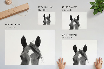 Stampa su tela moderna Fotografia in bianco e nero dell'eleganza equina