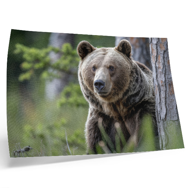 Poster murale di alta qualità Un orso in una foresta ricca di fascino naturale