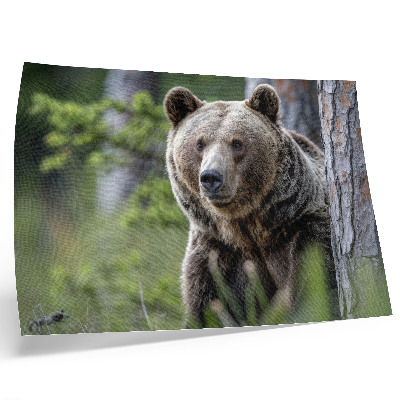 Poster murale di alta qualità Un orso in una foresta ricca di fascino naturale